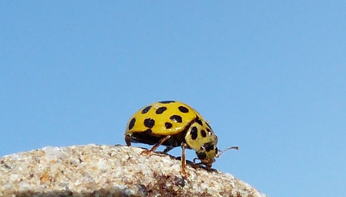 Coccinellidae: Psyllobora vigintiduopunctata